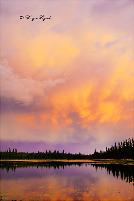 Boreal Sunset NWT by Dr. Wayne Lynch &copy;